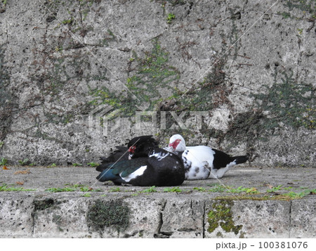 首里城のバリケン (Okinawa) 100381076