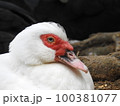 首里城のバリケン (Okinawa) 100381077