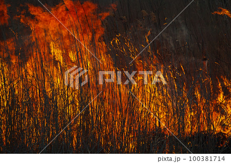燃え上がる炎 100381714
