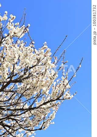早春の白梅と満開の枝流れ 100381732