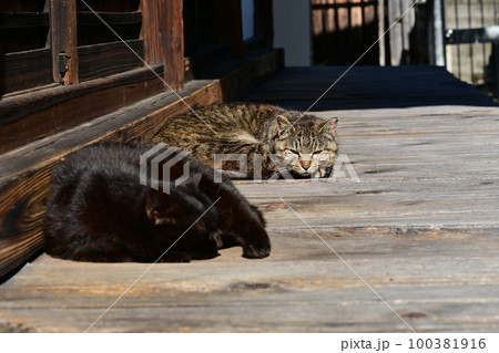 ひなたぼっこするお寺で寛ぐネコ 100381916