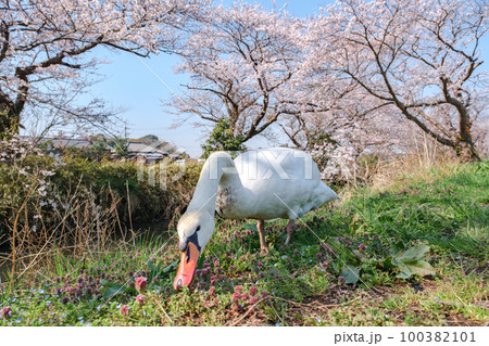 満開の桜とコブハクチョウ【千葉県白井市　今井の桜】 100382101
