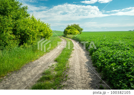 Dirt road through green fields, rural view on a June day 100382105