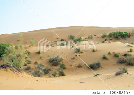 Green flowering bushes grow on the dunes of the Kyzylkum desert in Kazakhstan. Sand dunes in early spring with green grass 100382153