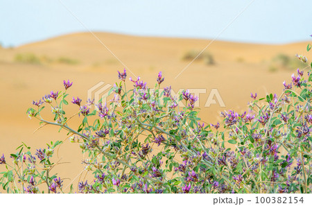 Juicy purple flowers in the desert of Kazakhstan against the backdrop of sand dunes. Bright shrubs in a dry area 100382154