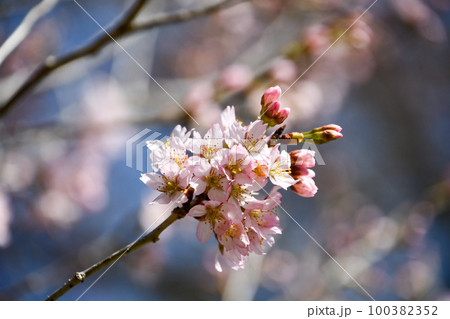 啓翁桜 100382352