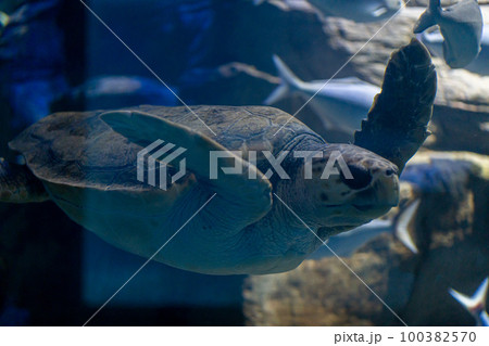水族館のウミガメ 100382570