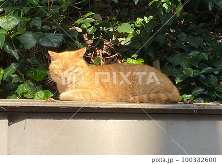 看板の上でくつろぐ茶トラの野良猫 100382600