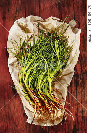 Salsola soda vegetable Salsola soda vegetable 100384379