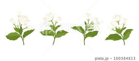 Hand drawn collection of jasmine flower illustration. Hand drawn collection of jasmine flower illustration. 100384813