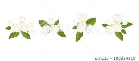 Hand drawn collection of jasmine flower illustration. Hand drawn collection of jasmine flower illustration. 100384819