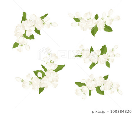 Hand drawn collection of jasmine flower illustration. Hand drawn collection of jasmine flower illustration. 100384820