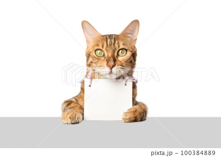 Portrait of a Bengal cat with a cardboard white banner in its paws on a white background. 100384889