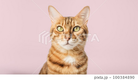 Portrait of a Bengal shorthair cat close-up on a pink background. 100384890
