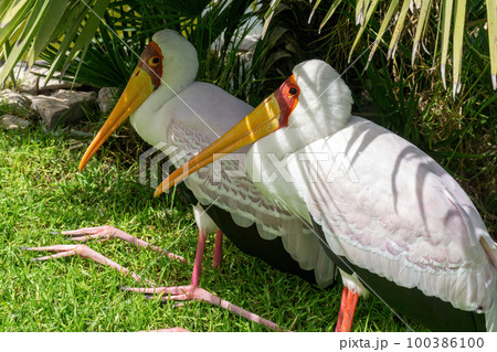 Two white and pink Mycteria ibis sit on the grass in the shade of palm trees Two white and pink Mycteria ibis sit on the grass in the shade of palm trees 100386100