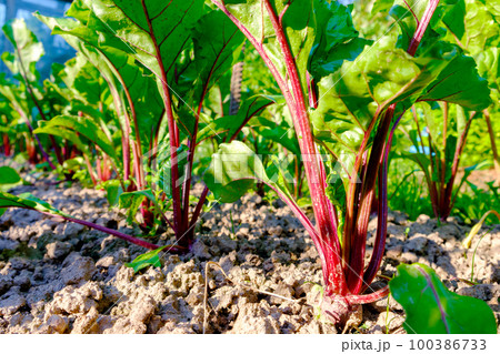 Young fresh beet leaves. Beetroot plants in a row close-up 100386733