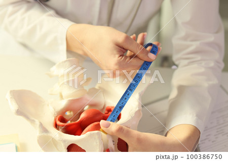 Doctor measures model of female pelvis with measuring tape close-up. 100386750