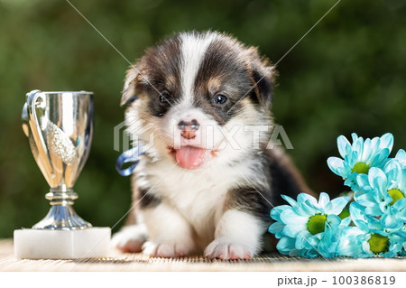 Cute little puppy of welsh corgi pembroke breed dog with winner silver cup and flowers. 100386819