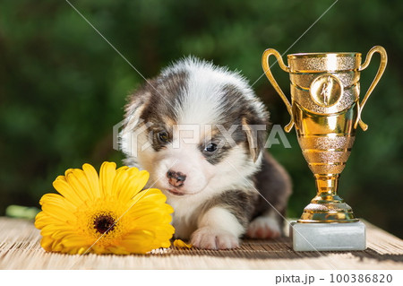 Cute baby puppy of welsh corgi pembroke with champion golden cup at nature 100386820
