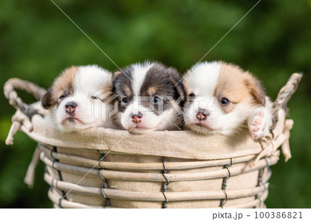 Three little cute puppies of welsh corgi pembroke breed dog in basket at nature 100386821