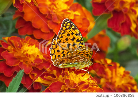 Orange mottled butterfly silver-washed fritillary on orange marigolds in the summer garden on a sunny day Orange mottled butterfly silver-washed fritillary on orange marigolds in the summer garden on a sunny day 100386859