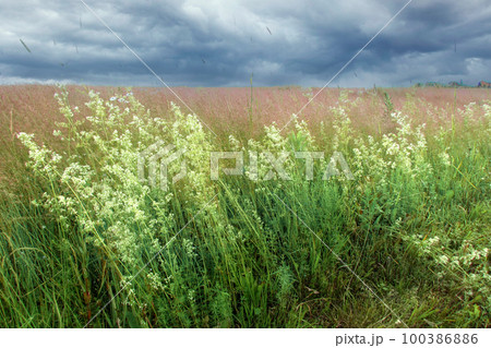A field with grass and pink flowers in the wind before a thunderstorm under dark rain clouds. Natural background 100386886