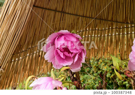 石光寺の寒牡丹の花 石光寺の寒牡丹の花 100387348