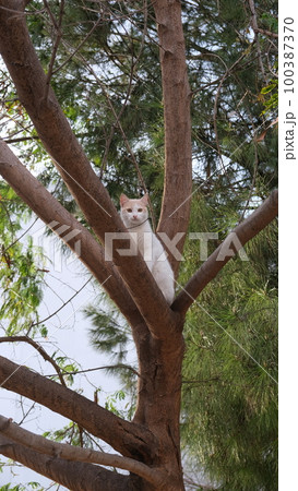 Cat sitting on a tree 100387370