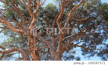 Branches from pine tree 100387371