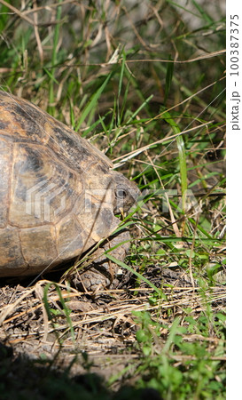 close turtle in the grass close turtle in the grass 100387375