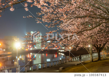【カンザクラ】ライトアップされた徳島中央公園の蜂須賀桜 100387413