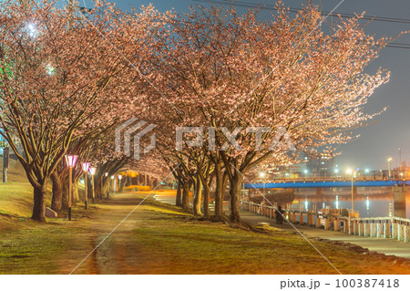 【カンザクラ】ライトアップされた徳島中央公園の蜂須賀桜 100387418