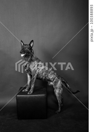 Dutch shepherd on black background studio posing portrait Dutch shepherd on black background studio posing portrait 100388893