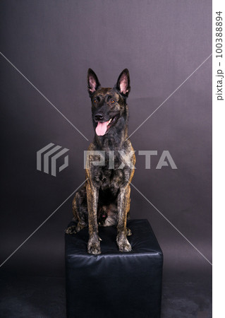 Dutch shepherd on black background studio posing portrait Dutch shepherd on black background studio posing portrait 100388894