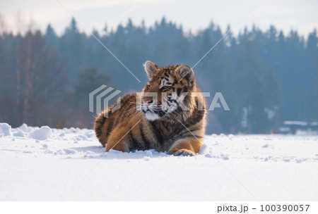 Portrait of siberian tiger resting on the snow in winter. Nature scene from Russia Portrait of siberian tiger resting on the snow in winter. Nature scene from Russia 100390057