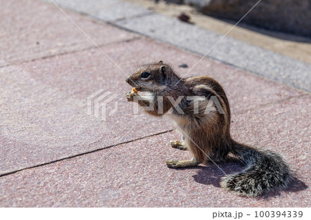 Chipmunk is a cute attraction on Fuerteventura Chipmunk is a cute attraction on Fuerteventura 100394339
