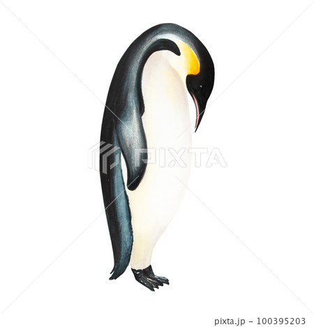 Watercolor king penguin isolated on white background. Hand painting realistic Arctic and Antarctic ocean mammals. For designers, decoration, postcards, wrapping paper, scrapbooking, covers, logos Watercolor king penguin isolated on white background. Hand painting realistic Arctic and Antarctic ocean mammals. For designers, decoration, postcards, wrapping paper, scrapbooking, covers, logos 100395203