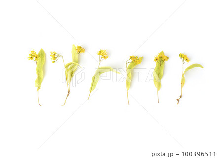 Dry linden flower on white background 100396511
