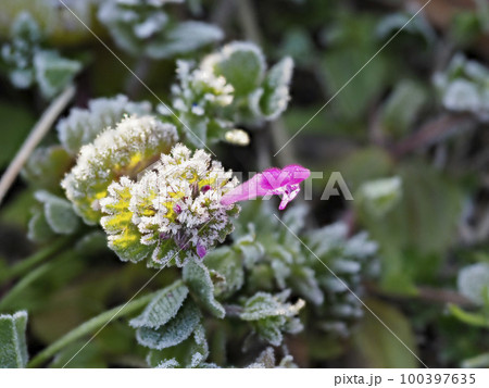 霜が降りた公園に咲くホトケノザ 100397635