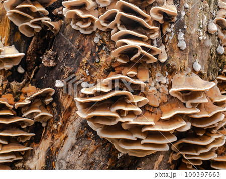 Fungus growths root sponge on a tree stump. 100397663