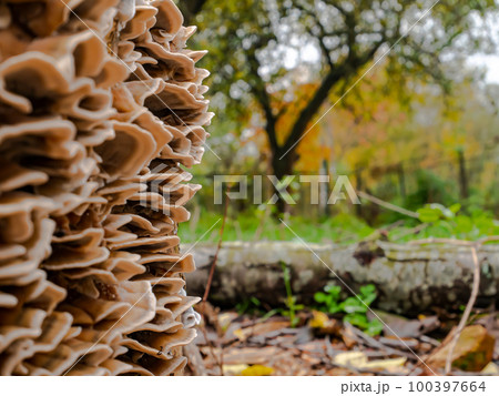 Fungus growths root sponge on a tree stump. Fungus growths root sponge on a tree stump. 100397664