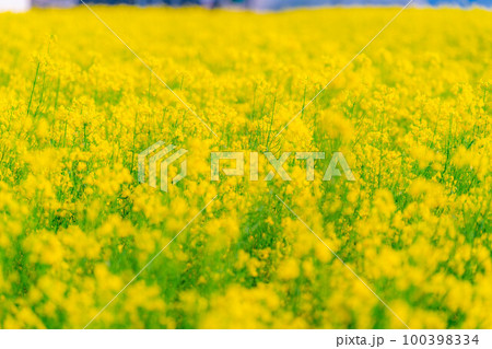 【春素材】春の中山高原の菜の花【長野県】 100398334