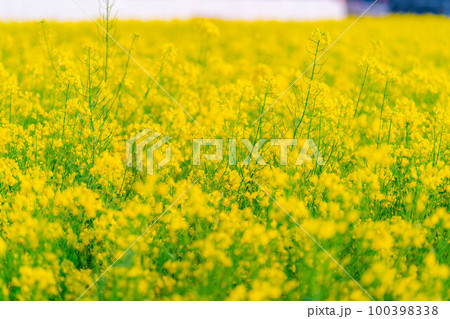 【春素材】春の中山高原の菜の花【長野県】 100398338