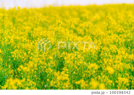 【春素材】春の中山高原の菜の花【長野県】 100398342