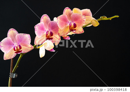 Still life with beautiful orchid flowers on black background Still life with beautiful orchid flowers on black background 100398418