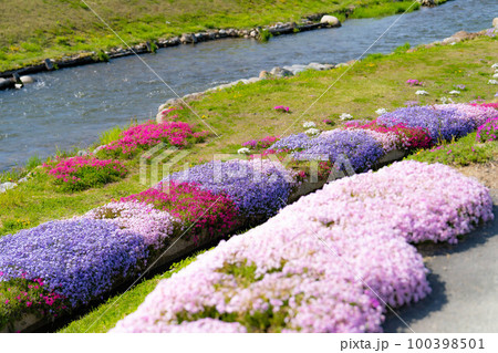 【春素材】大町市農具川の芝桜【長野県】 【春素材】大町市農具川の芝桜【長野県】 100398501