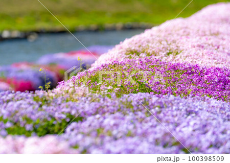 【春素材】大町市農具川の芝桜【長野県】 100398509
