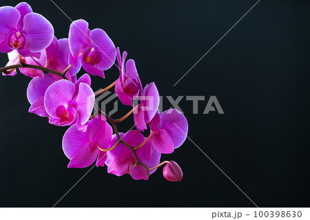 Purple orchid branch on dark black background Purple orchid branch on dark black background 100398630