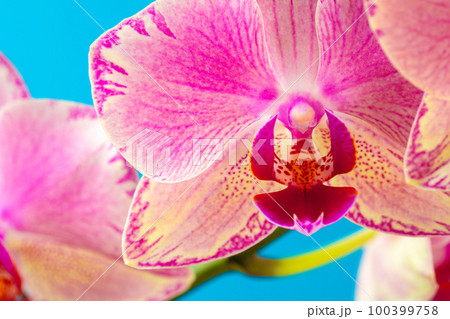 Pink orchid flower close up against blue background 100399758