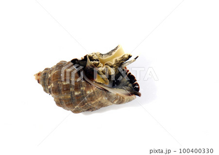 イボニシ 100400330